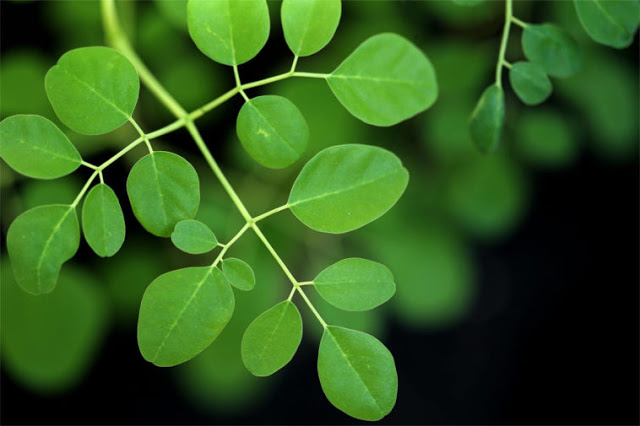 صورة مورينجا