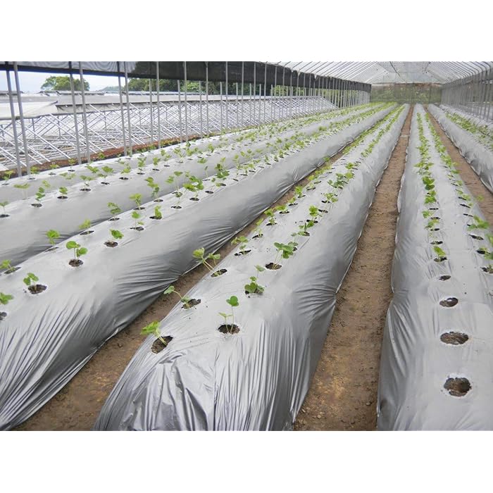 صورة رول مالش اسود * ابيض 250متر * 1.20متر * 50ميكرون