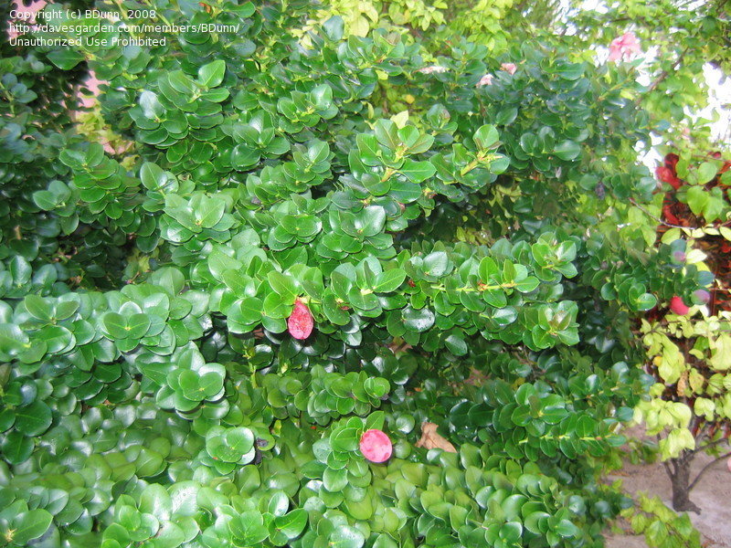 صورة كاريزيا