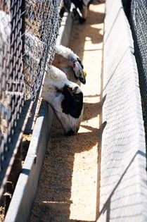 الأغنام تأكل